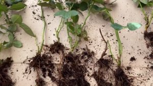 Роза Кордана. Что осталось от прекрасной розы??