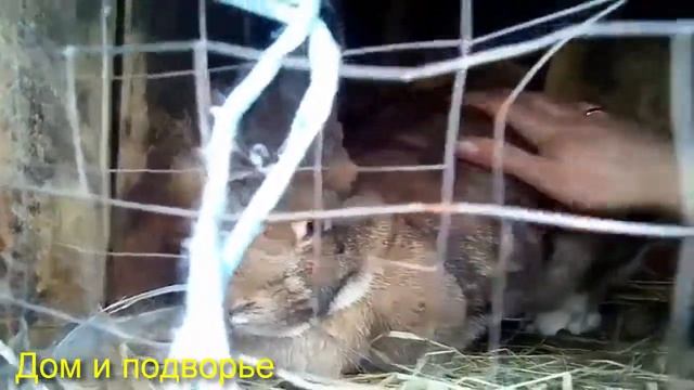 ✔ САМАЯ ЛУЧШАЯ ПОРОДА! БРОЙЛЕРНЫЕ КРОЛИ, ВЫБОР ПОРОДЫ, НЗБ