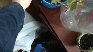 Укоренение черенков плодово-ягодных деревьев, с результатом . Корнесобственные плодовые деревья