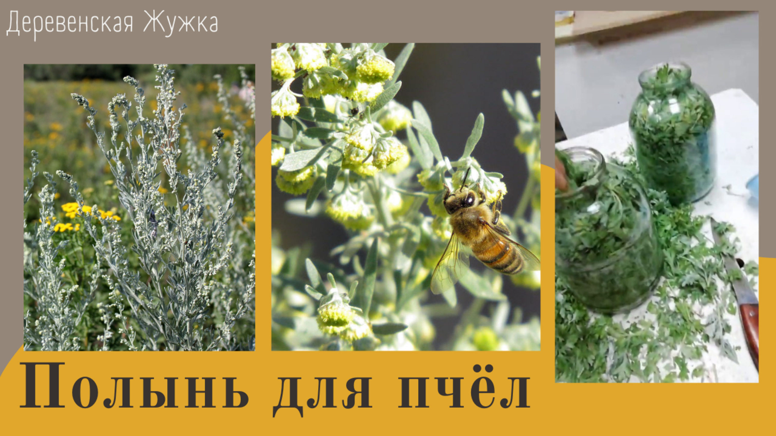 Полынь для пчёл, заготовка. Прогулка в лес (Bee.)