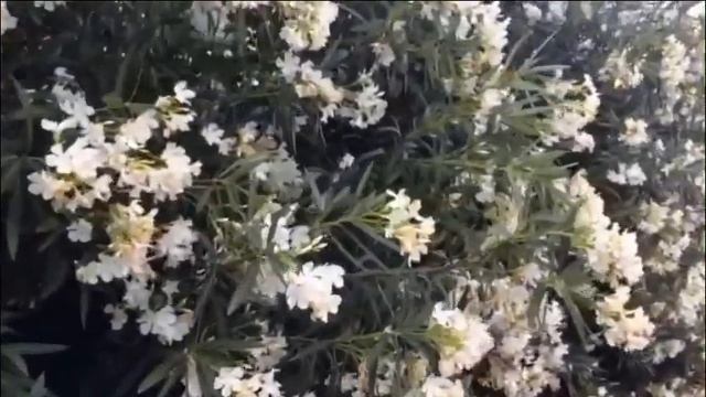 ???ЦВЕТЫ ГРЕЦИИ ч1 ? ОЛЕАНДР ? Цветок-загадка смотреть онлайн