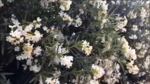 ???ЦВЕТЫ  ГРЕЦИИ ч1 ? ОЛЕАНДР ? Цветок-загадка