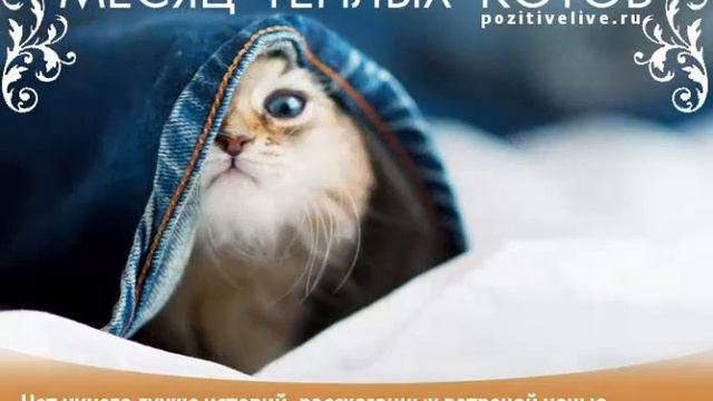 Месяц теплых котов, Позитив Жизни