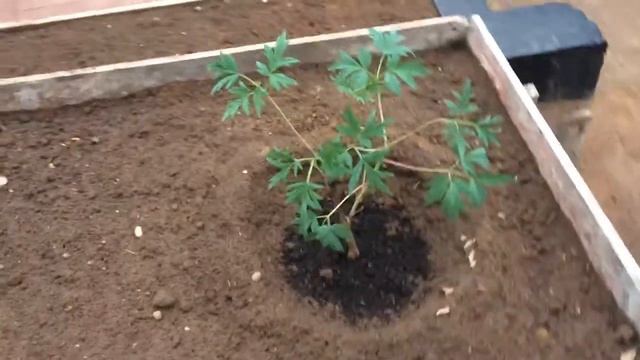 Обзор участка 20.05.17 смотреть онлайн