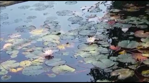 встречаем осень на озере лилий.mp4