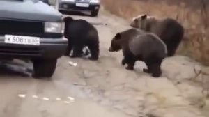 Водители на трассе кормят медведей с рук