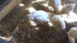 Расклёв  у  бройлеров . Выявляю  зачинщиков .