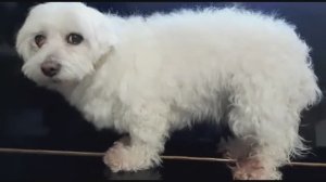 Фенечка моя (мальтийская болонка)