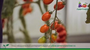 ЧЕРРИ ВАШЕ БЛАГОРОДИЕ F1