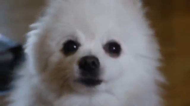 Gabe The Dog - Billy Jean смотреть онлайн