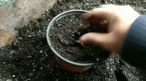 ПОСАДКА ЛИЛИЙ,ПОСАДКА ЛУКОВИЧНЫХ РАСТЕНИЙ В ЗИМУ,ПОСАДКА ЛИЛИЙ В КОНТЕЙНЕР С1.