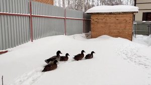 Быт и зимовка подсадных уток в Сибири