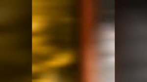 Голуби Николаевские Липецкая область г.Грязи