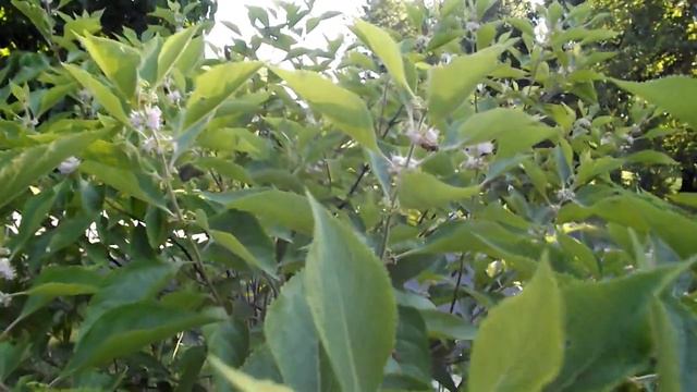 Beauty Berry Bush Best Spring Blooming Pollinator Plant and Fall Color Shrub смотреть онлайн