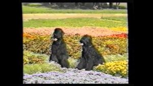 1998. Русский черный терьер - стандарт, воспитание, груминг.
