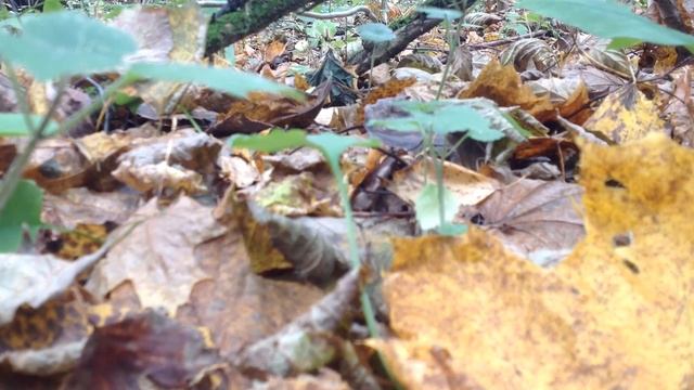 Грибы в Подмосковье, 11 октября 2016. Полные корзины опят! смотреть онлайн