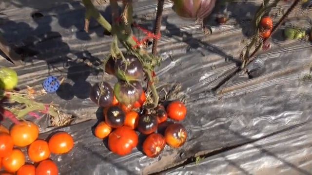 Очень урожайный томат Синий Том. Экзотически красивый, урожайный, вкусный! Обзор томата в огороде.