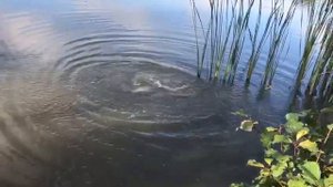 Здравствуйте  форель на пасту.