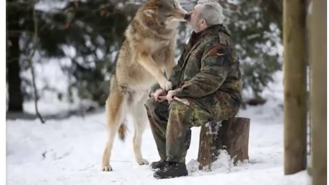 Как Спастись от Волка или что делать, если Вы встретили Стаю Волков смотреть онлайн