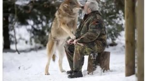 Как Спастись от Волка или что делать, если Вы встретили Стаю Волков
