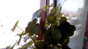 Герань на окне