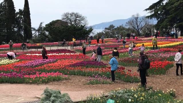 335.3 Крым! Никиткий Ботанический Сад. Тюльпаны, Сакура, Магнолии.. смотреть онлайн