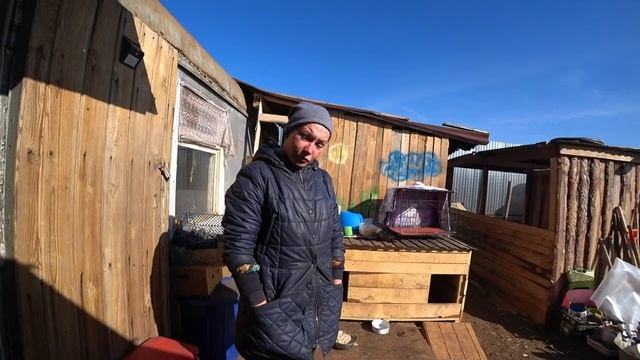 ХАСКИ ПОДРАЛИ СОБАКИ!!! ДОМИНИКА СОРВАЛАСЬ С ЦЕПИ!! смотреть онлайн