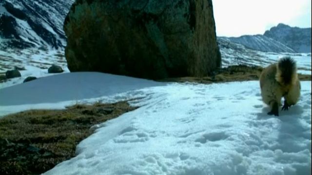 Сурки и суслики Горного Алтая смотреть онлайн