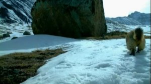 Сурки и суслики Горного Алтая