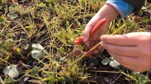 Подготовка клубники и земляники к зиме: мульчируем, обрезаем и укрываем.