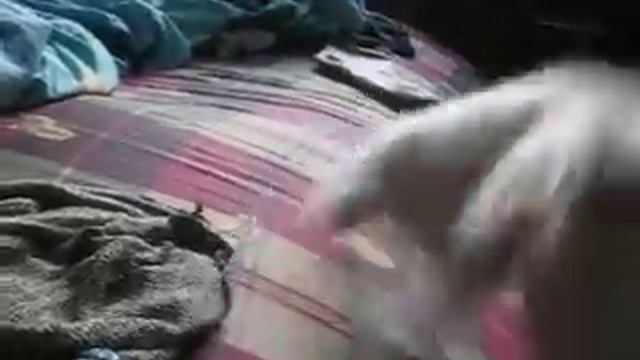 боевой белый котенок смотреть онлайн