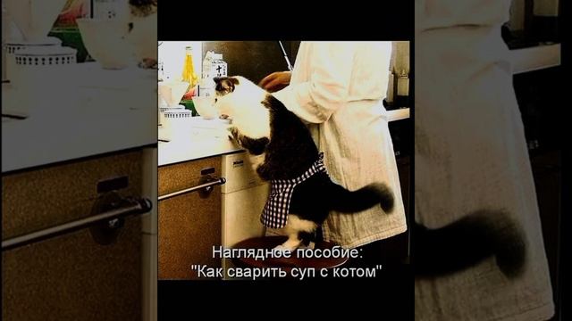 Кот просто огонь и много смешных картинок приколы с озвучкой 🤣 смотреть онлайн