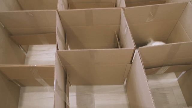 Dog got Lost in the Maze смотреть онлайн