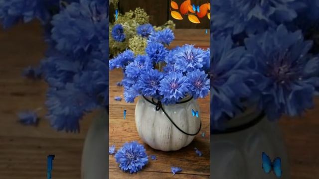 Цветочное танго смотреть онлайн