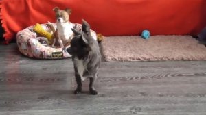 Чихуахуа 5 месяцев