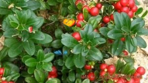 Брусника обыкновенная Коралл (vaccinium corall) ? Коралл обзор: как сажать, саженцы брусники Коралл