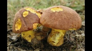 Butyriboletus appendiculatus