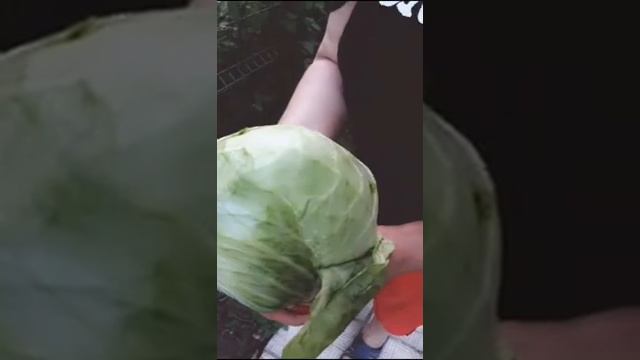 #Shorts Капусту съела зеленая жирная гусеница мы в Шоке смотреть онлайн