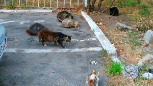 Кормление Котиков на Улице