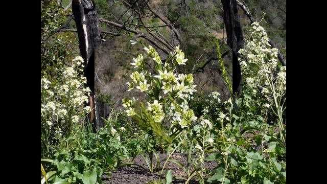 ЗИГАДЕНУС (ZIGADENUS = ANTICLEA) сем. Мелантиевые смотреть онлайн