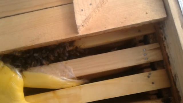 Как положить канди пчелам смотреть онлайн