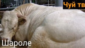 Абердин ангус, Шароле, Симментал, Голштино-фриз. Чуй твдан эксклюзив.