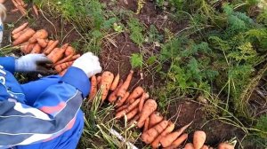 Тёплая грядка Розума. Морковь Алёнка.!