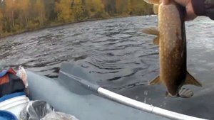 Щука на Воблер Zipbaits Khamsin 70SR
