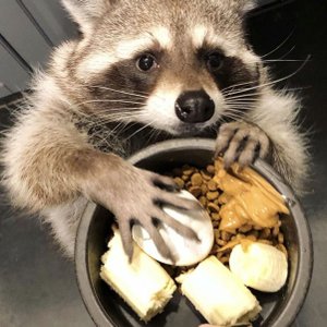 Кушать подано!