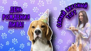 День Рождения Лила | Рецепт торта для собак