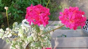 Пеларгония Mrs. May Last