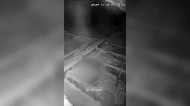 Волк загрыз собаку в Баймакском районе смотреть онлайн