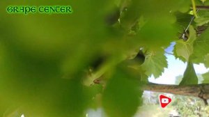 Вызревание виноградной лозы. Часть 2. Междоузлия / The ripening of the vine. Part 2. Internodes