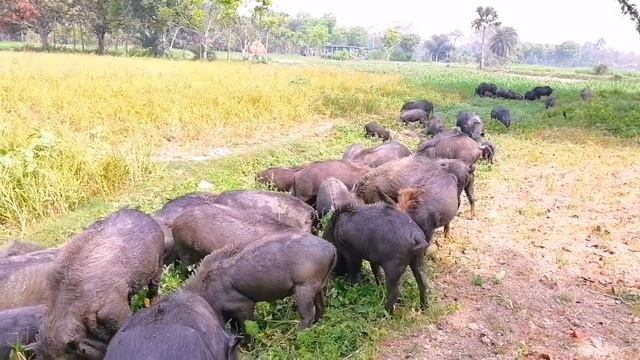 What Do Pigs Eat - Pigs Video - Black Pigs - Animals Around BD смотреть онлайн